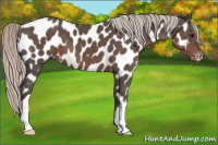 Horse Color:Silver Black Appaloosa 