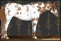 Horse Color:Chestnut Tobiano Frame Appaloosa 