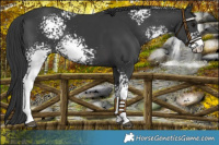 Horse Color:White Spotted Black Rabicano 