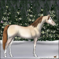 Horse Color:Red Dun Pearl Onyx 