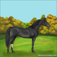 Horse Color:Black 