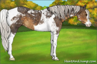 Horse Color:Silver Smoky Black Splash Tobiano Appaloosa 