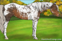 Horse Color:Silver Smoky Black Tobiano Appaloosa 
