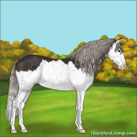 Horse Color:Silver Smoky Black Splash 