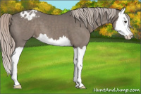 Horse Color:Silver Black Splash Appaloosa 