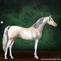 Horse Color:Silver Bay Pearl Dun Tobiano Appaloosa