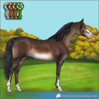 Horse Color:Brown Mushroom Sabino 