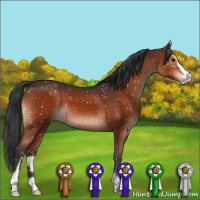 Horse Color:Brown Mushroom Sabino Appaloosa