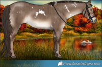 Horse Color:White Spotted Liver Red Dun Rabicano Brindle