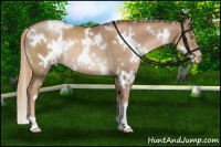 Horse Color:White Spotted Liver Chestnut Pearl Rabicano 