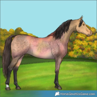 Horse Color:Buckskin Dun 