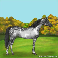 Horse Color:White Spotted Black Ice 