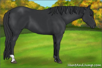 Horse Color:Black and Black