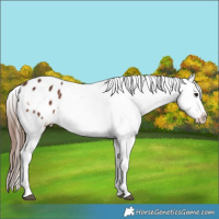 Horse Color:Brown Frame Appaloosa 