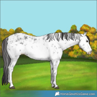 Horse Color:White Spotted Smoky Black Sabino 