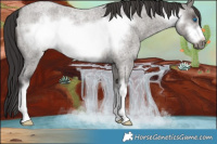 Horse Color:White Spotted Smoky Grullo Roan Frame 