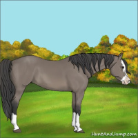 Horse Color:Black Splash 