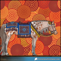 Horse Color:Bay Appaloosa  and Bay Appaloosa 