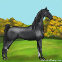 Horse Color:Black 