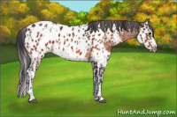 Horse Color:Bay Appaloosa  and Bay Splash Appaloosa 