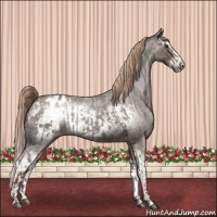 Horse Color:Liver Red Roan Sabino Splash Appaloosa and Liver Red Roan Sabino Splash Frame Appaloosa