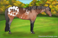 Horse Color:Bay Appaloosa  and Bay Appaloosa 