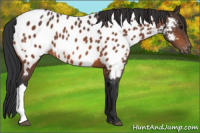 Horse Color:Bay Appaloosa 
