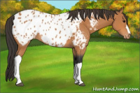 Horse Color:Bay Appaloosa 