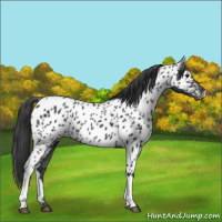 Horse Color:Black Appaloosa