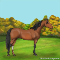Horse Color:Bay 