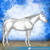 Horse Color:White Spotted Silver Buckskin Dun Tobiano Appaloosa Rabicano 