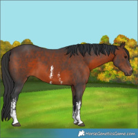 Horse Color:Brown Sabino 