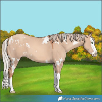 Horse Color:White Spotted Gold Champagne Dun Splash 