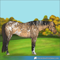 Horse Color:White Spotted Brown Dun and White Spotted Buckskin Dun