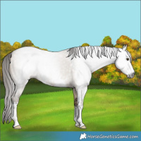 Horse Color:Gray Liver Red Dun Sabino 