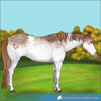 Horse Color:White Spotted Chestnut