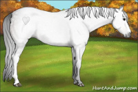 Horse Color:Gray Bay 
