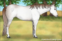 Horse Color:Gray Chestnut 