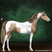 Horse Color:Black Pearl Tobiano 