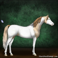 Horse Color:Bay Pearl Dun Splash Tobiano Appaloosa 