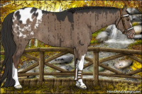 Horse Color:Liver Red Dun Blanket Brindle 