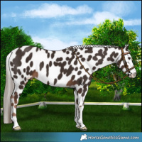 Horse Color:Liver Chestnut Leopard 