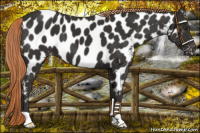 Horse Color:Liver Chestnut Appaloosa 
