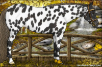 Horse Color:Liver Chestnut Near Leopard 