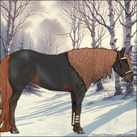 Horse Color:Liver Chestnut 