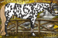 Horse Color:Liver Chestnut Near Leopard 