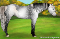 Horse Color:Gray Void Silver Classic Champagne Splash Tobiano 