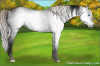 Horse Color:Gray Void Silver Classic Champagne Dun Splash Tobiano 