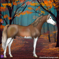 Horse Color:Chestnut Splash 