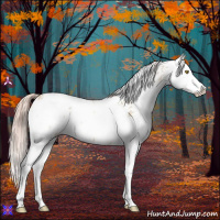 Horse Color:Gold Champagne Dun Sabino Splash 